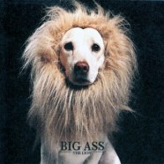 bigass-the-lion